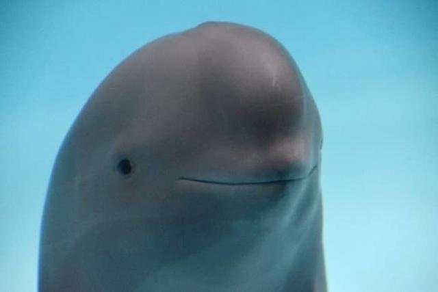 smiling dolphin